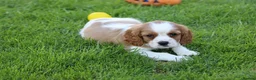 Cavalier King Charles Spaniel dogs for sale: PUG x CAVALIER puppies for sale  - Advert 1