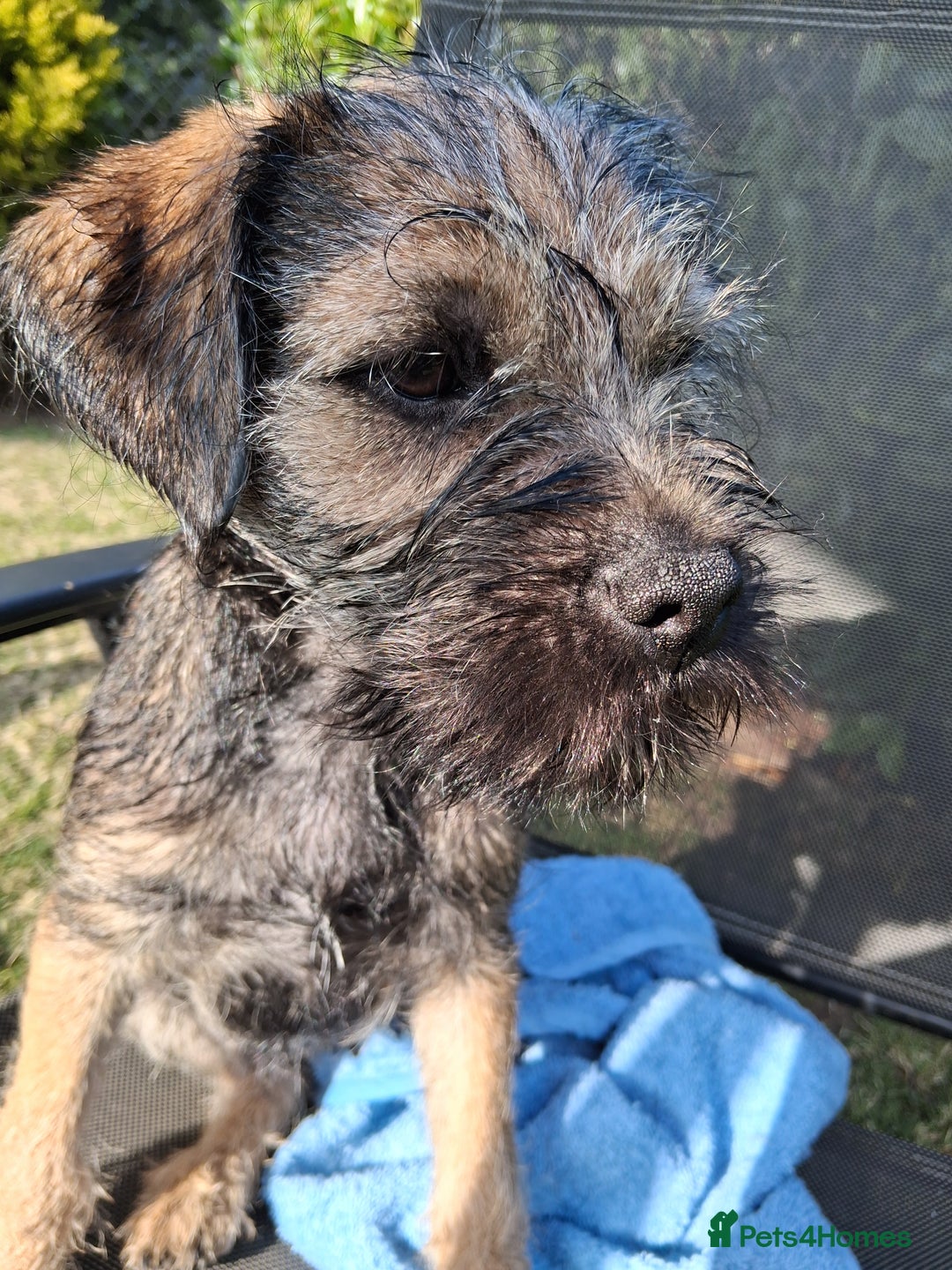 Border Terrier dogs for sale: 9 month old Border Terrier  - Advert 2