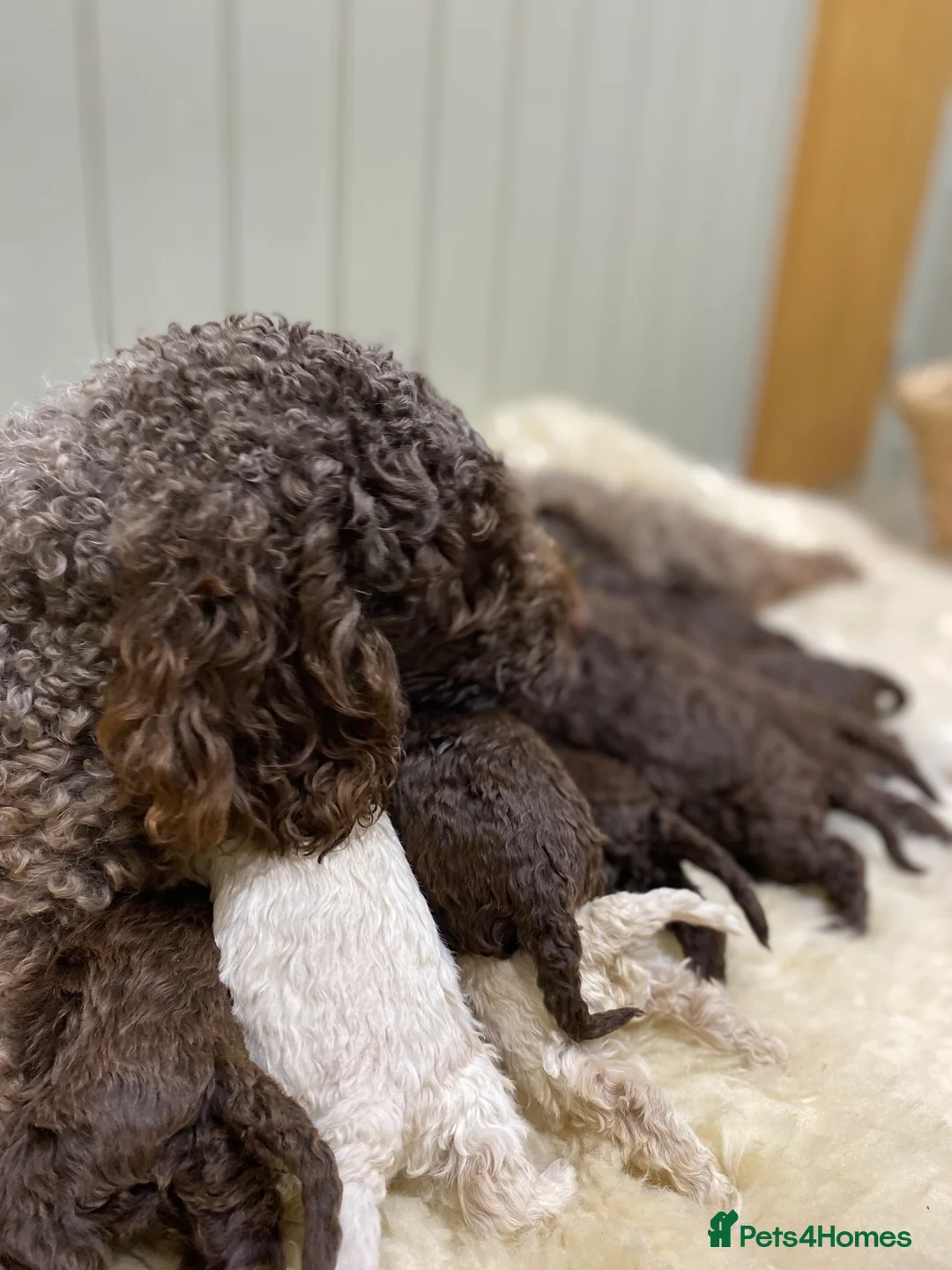 Lagotto Romagnolo dogs for sale: Lagotto romagnolo Puppies  - Advert 9