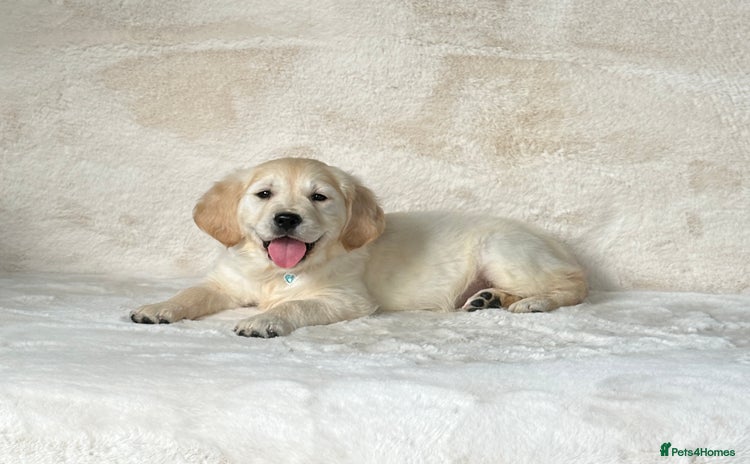 Golden Retriever dogs - Advert 7