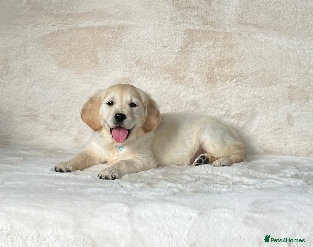 Rescue Dogs 12 Year Old Golden Retriever Male Golden Retriever