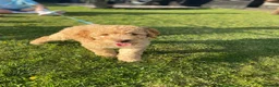 Labradoodle dogs for sale: Multigen Labradoodles- Waiting List Now Open! 🐾 - Advert 8