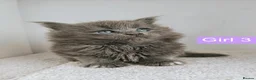 Maine Coon cats for sale: DNA health tested Maine coon kittens  - Advert 35