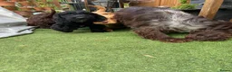Cockapoo dogs for sale: Gorgeous Cockapoo Boys  - Advert 18