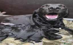 Labrador Retriever dogs for sale: Kind,caring part trained bitch,HEALTH TEST PARENTS - Image 3
