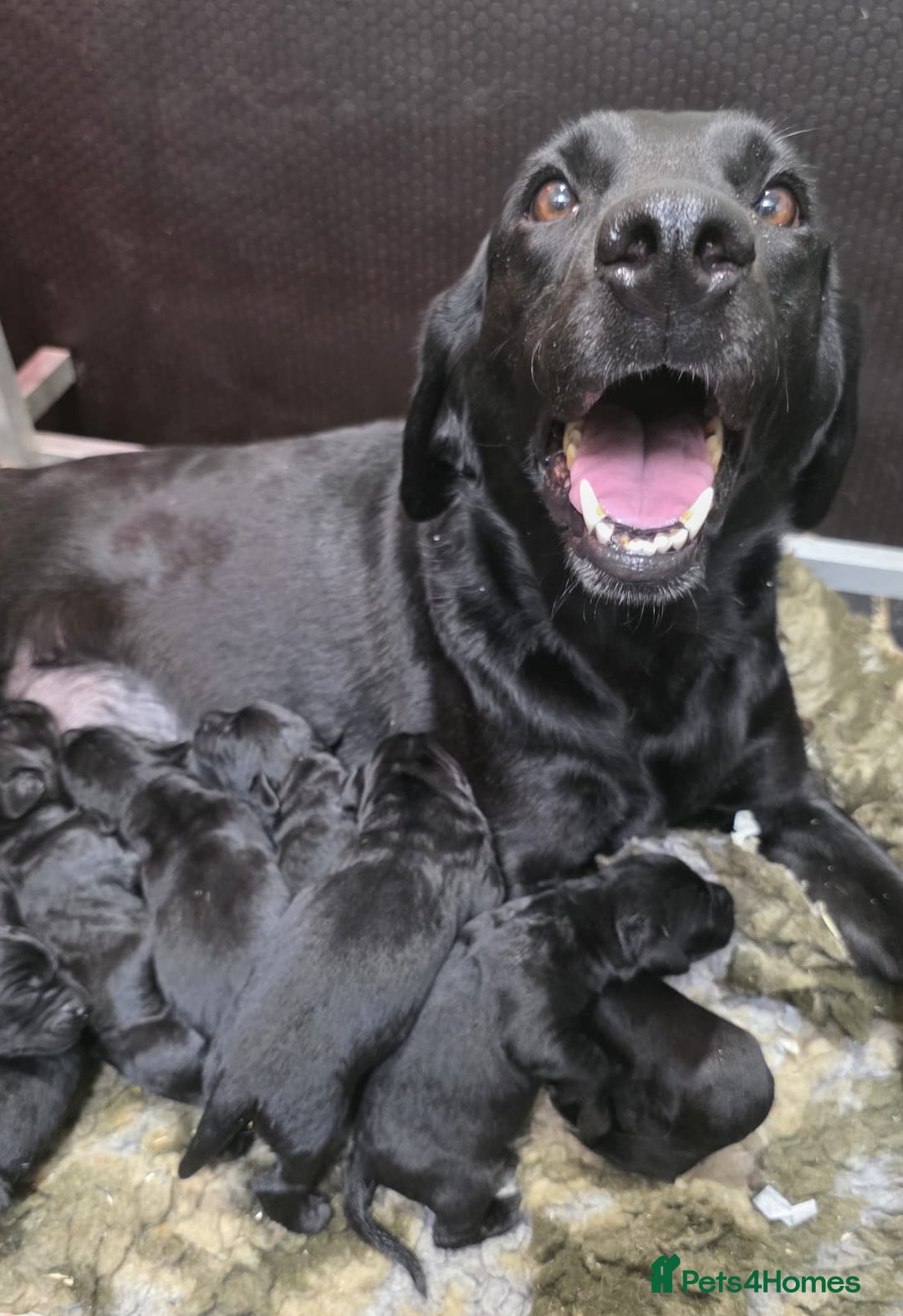 Labrador Retriever dogs for sale: Kind,caring part trained bitch,HEALTH TEST PARENTS - Image 3