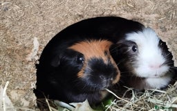 Guinea Pig rodents for sale: 2 female guinea pigs for sale - Advert 1