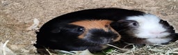 Guinea Pig rodents for sale: 2 female guinea pigs for sale - Advert 1