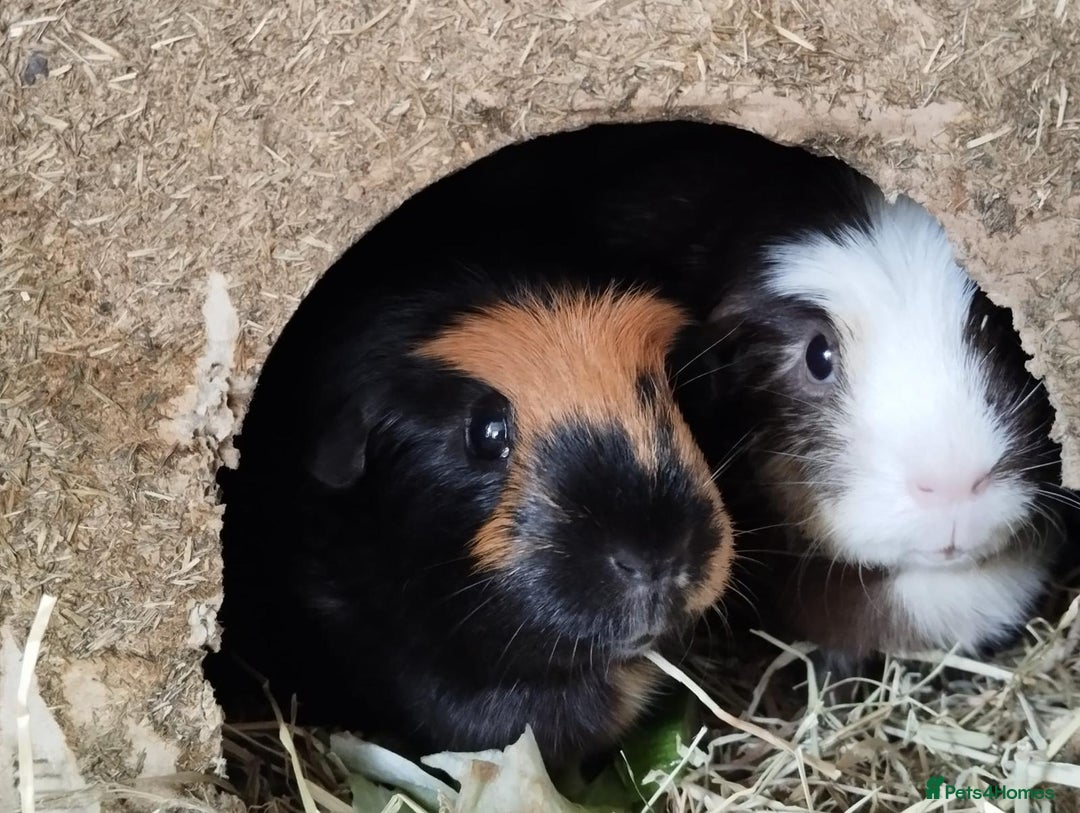 Guinea Pig rodents for sale: 2 female guinea pigs for sale - Advert 1