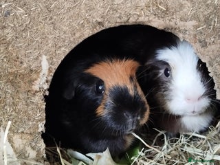 Guinea Pig rodents for sale: 2 female guinea pigs for sale - Advert 1