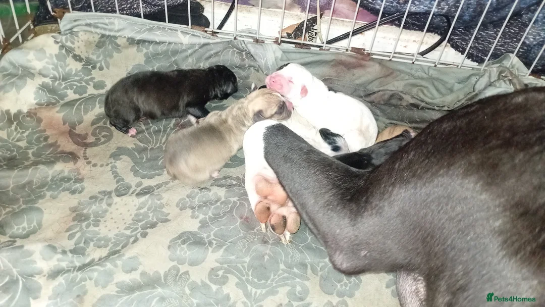 Mixed Breed dogs for sale: American mastiff  **  in Oxford - Advert 2