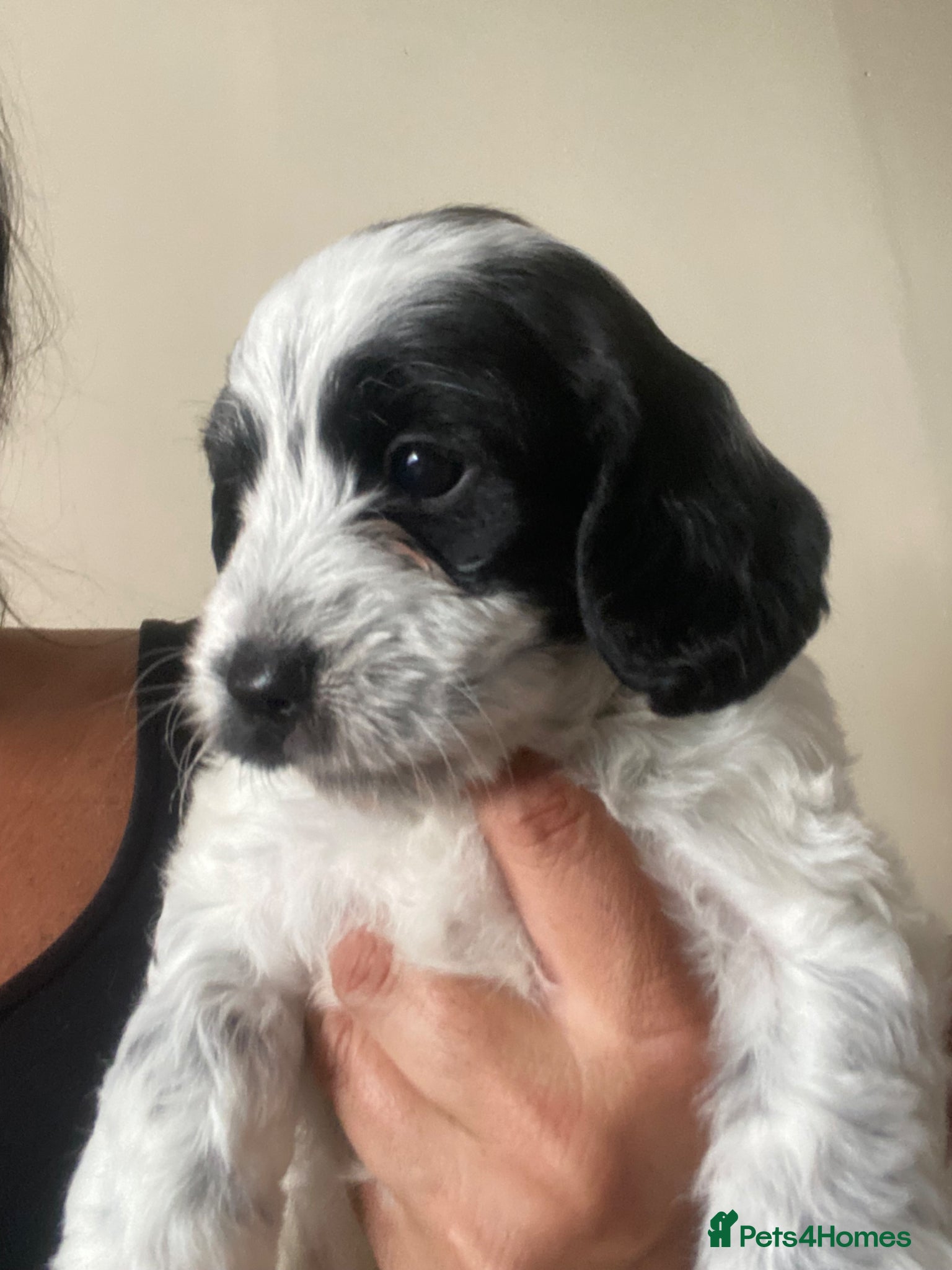 Cockapoo dogs Cockerpoo pups  - Advert 5