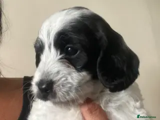 Cockapoo dogs Cockerpoo pups - Advert 5