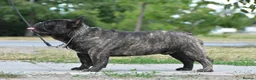 French Bulldog dogs for stud: International Champion French Bulldog for Stud - Advert 9