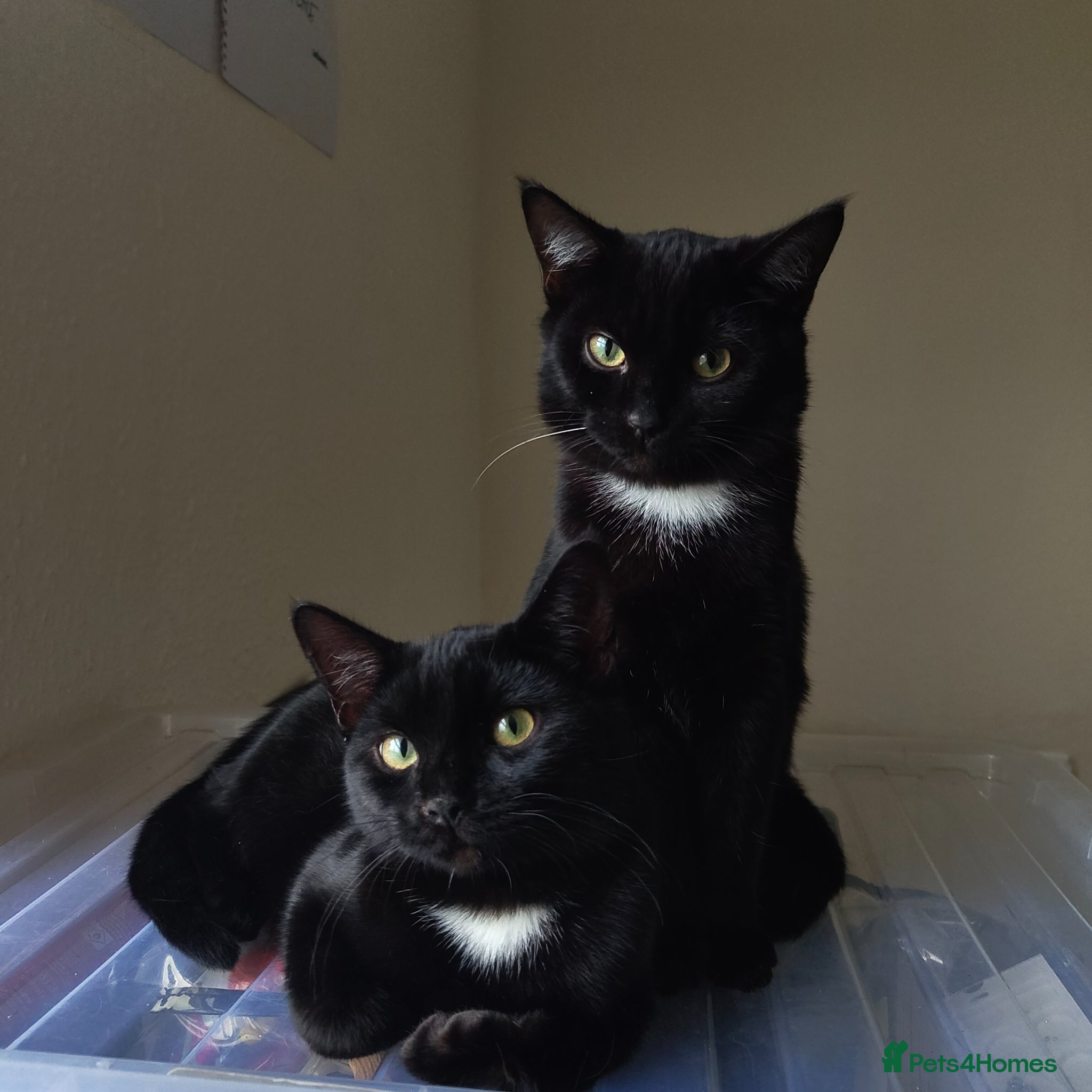 Domestic Shorthair cats for sale: Bonded pair of indoor girl cats - together only - Advert 1