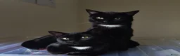 Domestic Shorthair cats for sale: Bonded pair of indoor girl cats - together only - Advert 1