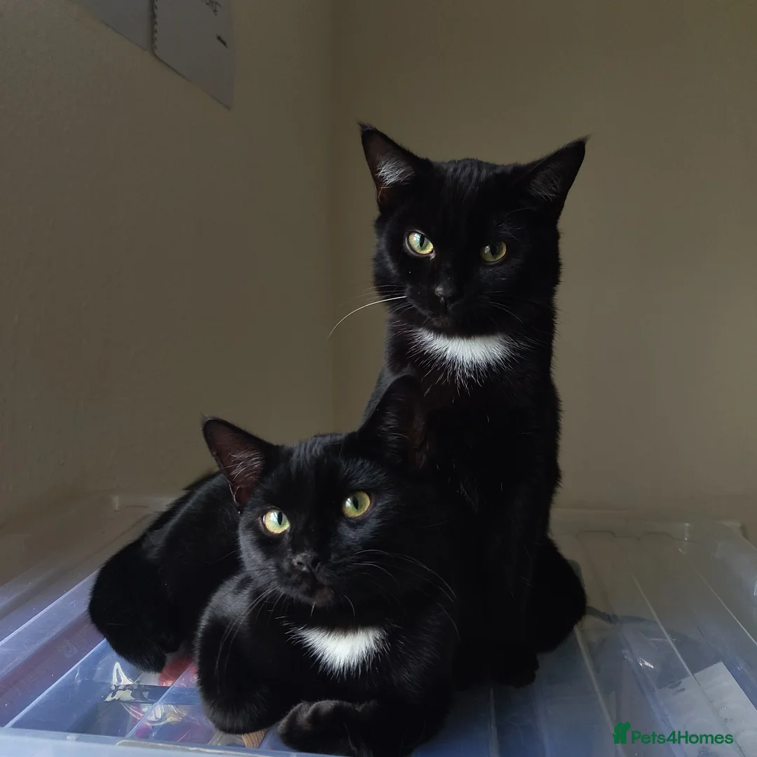 Domestic Shorthair cats for sale: Bonded pair of indoor girl cats - together only - Advert 1