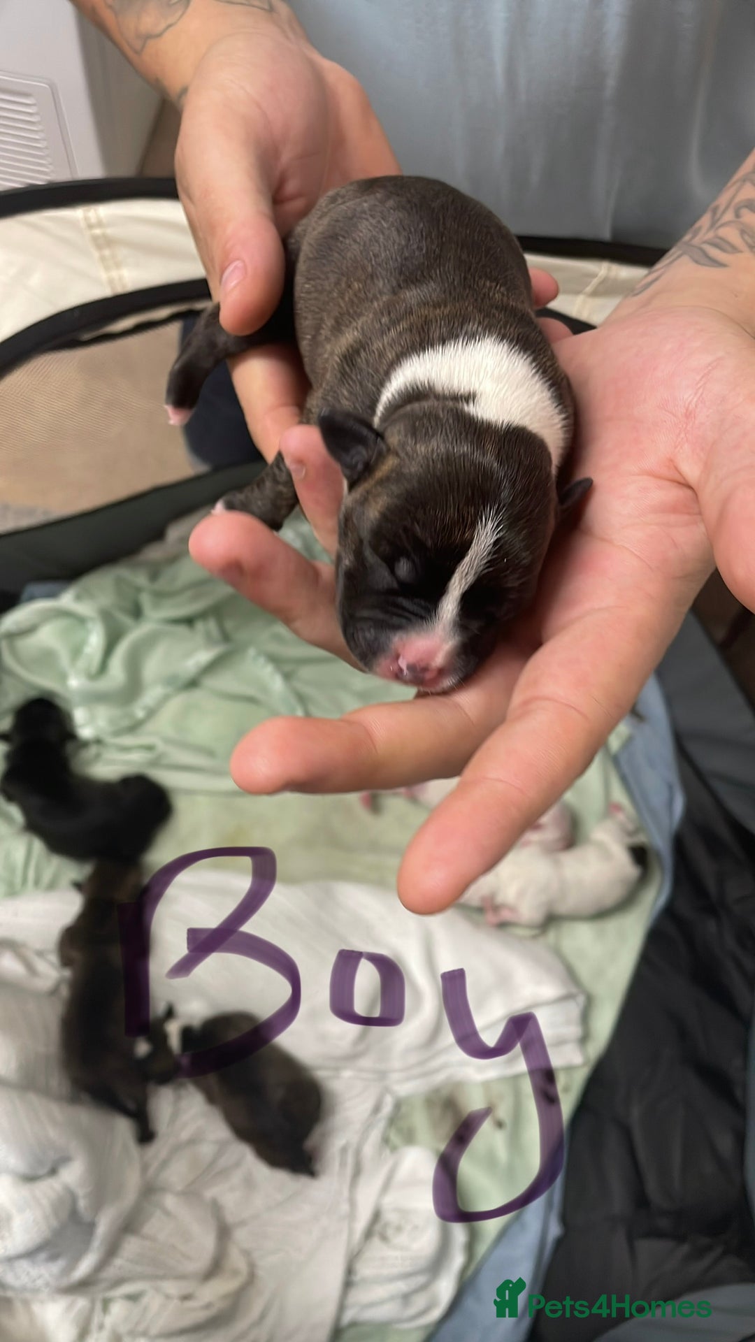 Staffordshire Bull Terrier dogs for sale: Staffy puppies  - Image 8