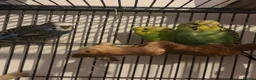 Budgerigars birds for sale: 3 budgies for sale in Portsmouth - Advert 1