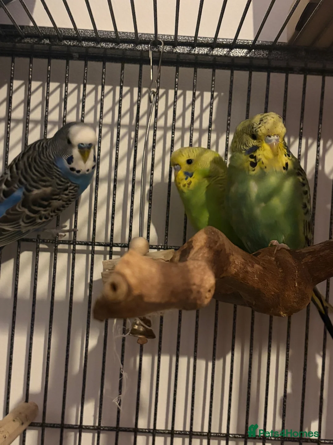 Budgerigars birds for sale: 3 budgies for sale in Portsmouth - Advert 1