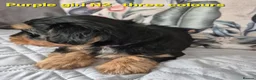 Mixed Breed dogs for sale: Ready now Yorkshire/Biewier terriers puppy's  - Advert 10