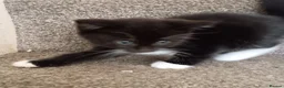 British Longhair cats for sale: 2 male kittens for sale - Advert 11