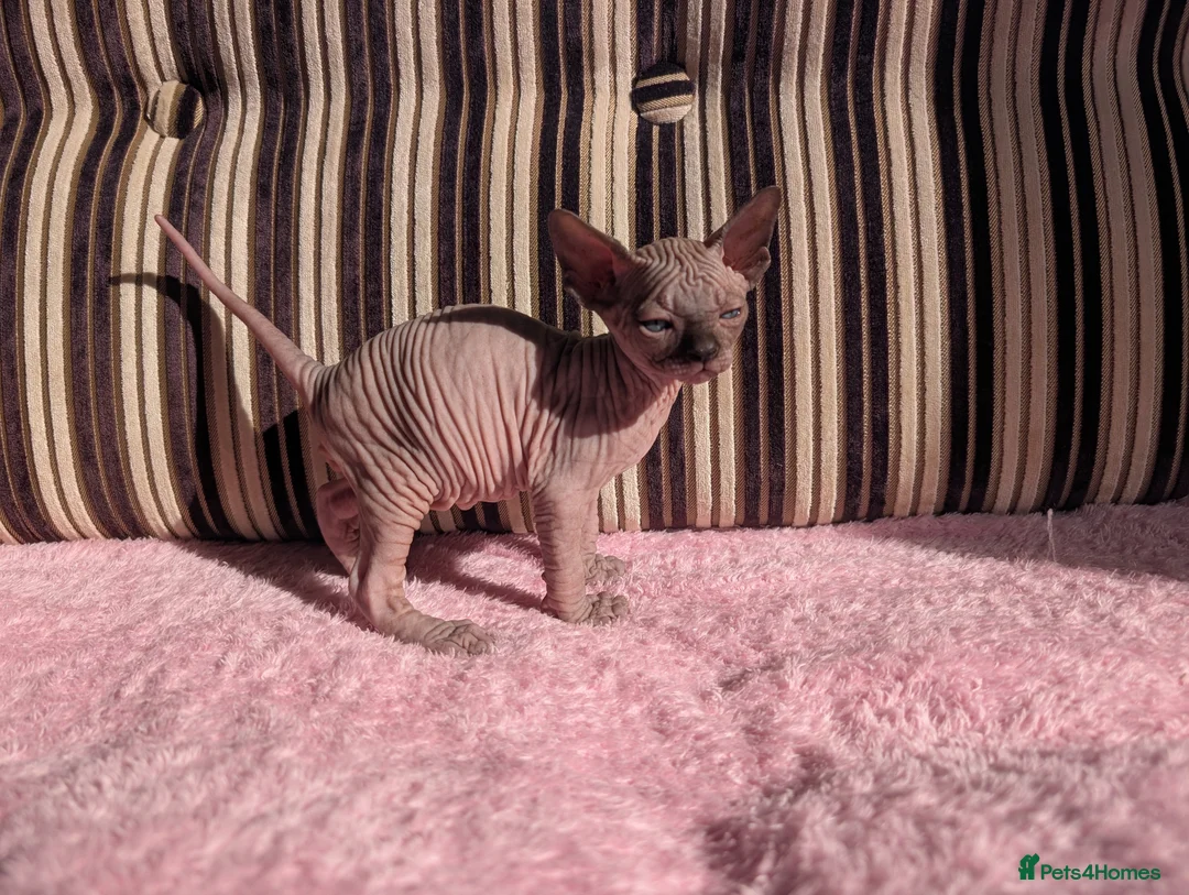 Sphynx cats for sale: Ready for reservation  - Advert 11
