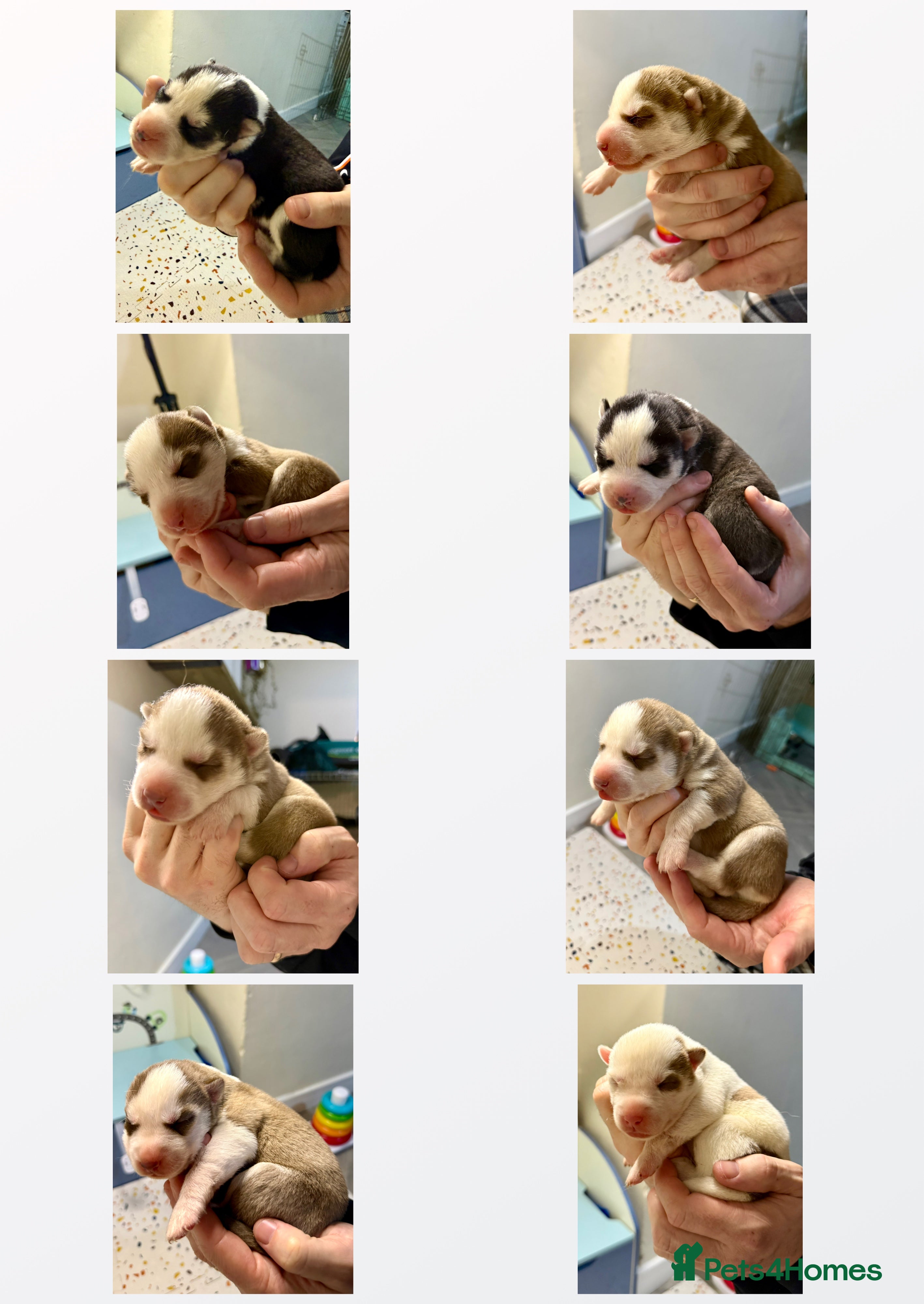 Siberian Husky dogs Beautiful blue-eyed Siberian Husky Puppies in Treorchy - Advert 2