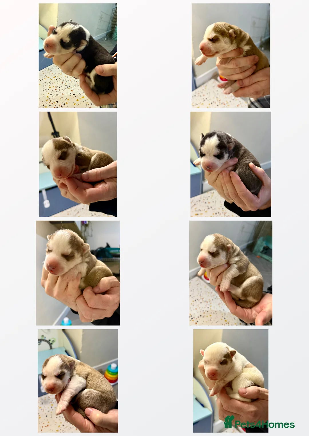 Siberian Husky dogs for sale: Beautiful blue-eyed Siberian Husky Puppies in Treorchy - Advert 1