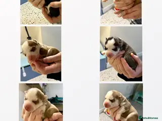 Siberian Husky dogs Beautiful blue-eyed Siberian Husky Puppies in Treorchy - Advert 2
