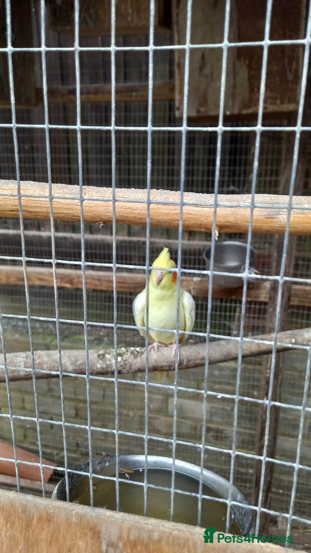 Cockatiels birds for sale: Baby  cockatiels for sale - Image 5