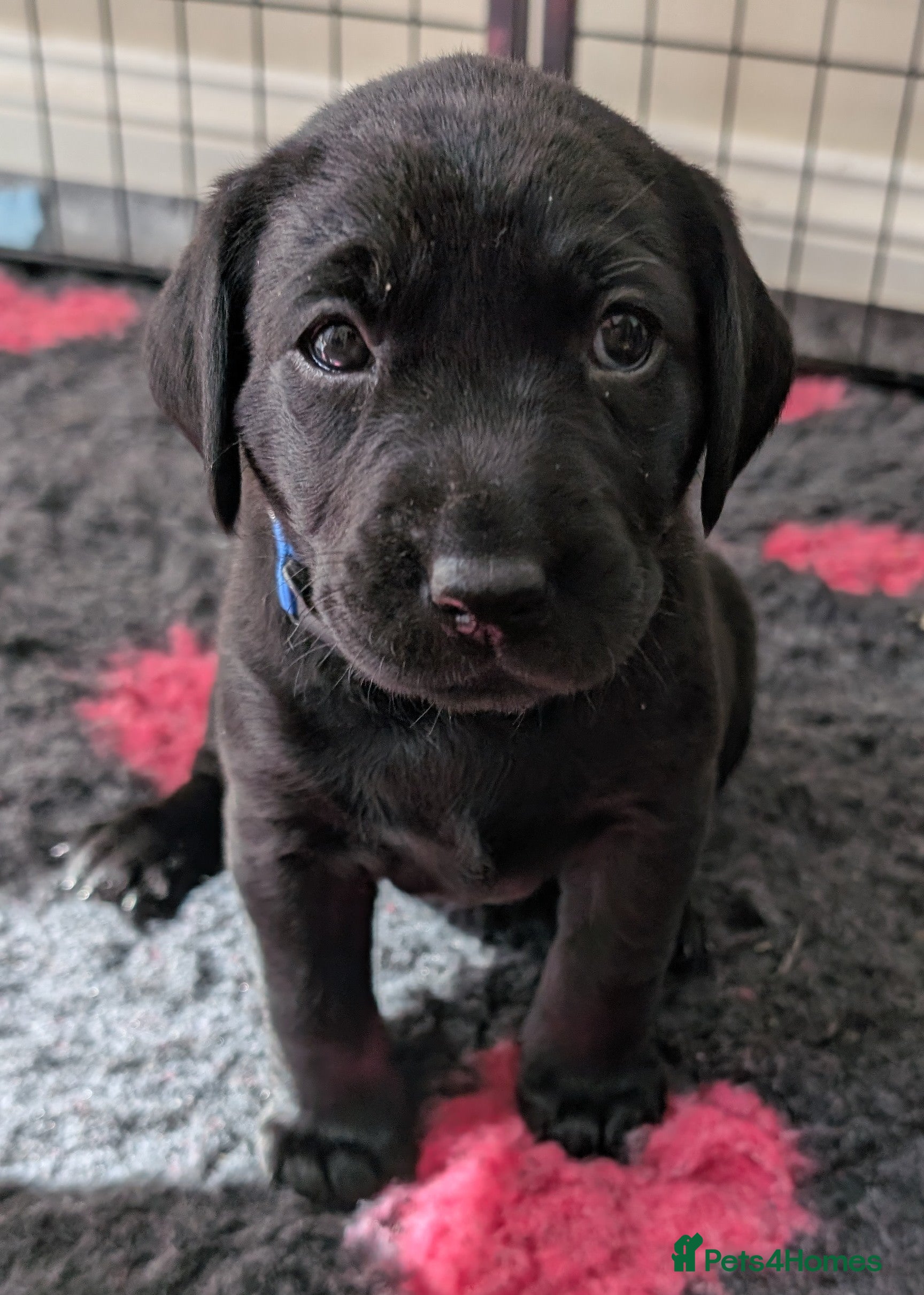 Labrador Retriever dogs KC Registered Labrador Puppies - Advert 2