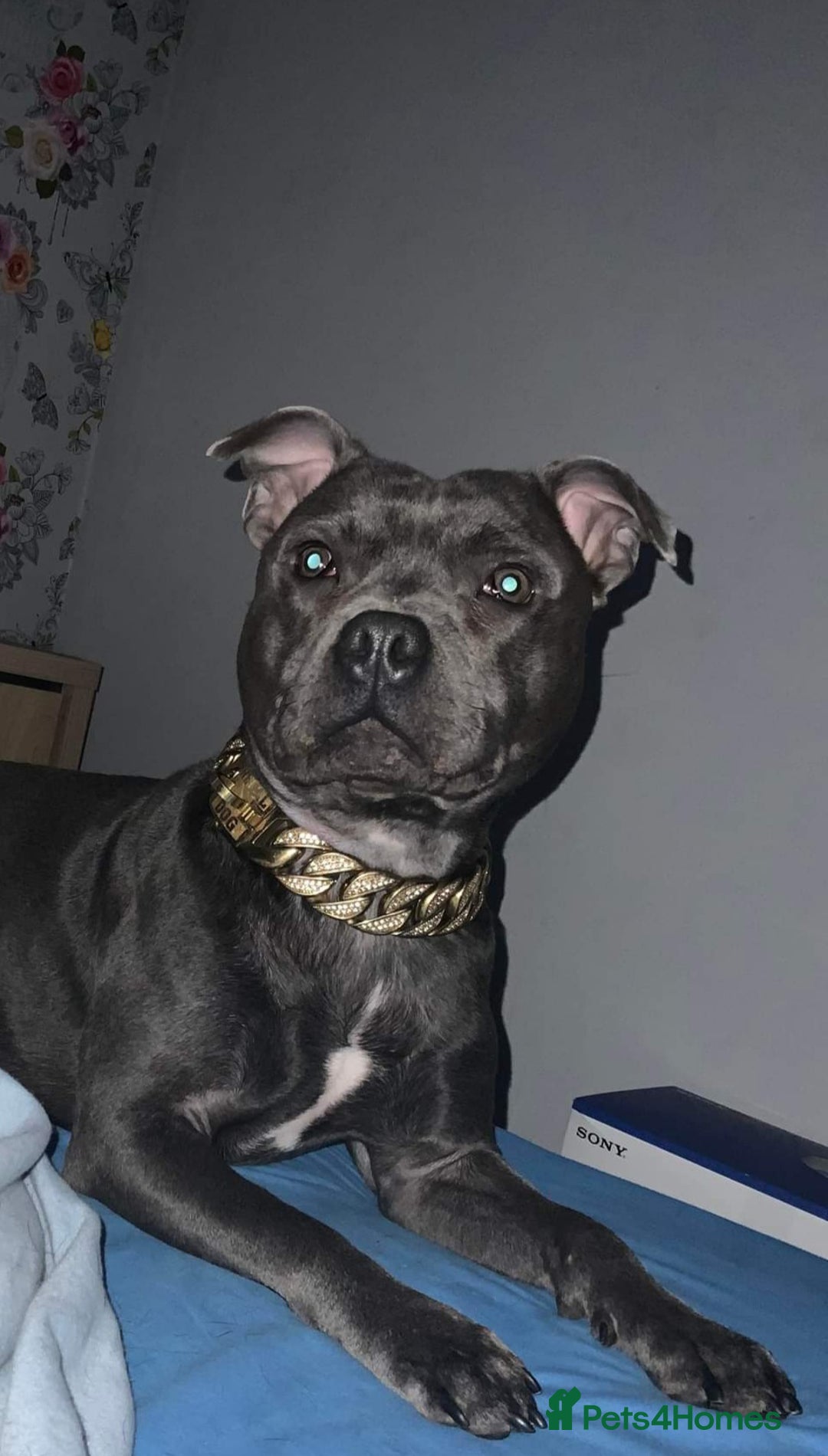 Staffordshire Bull Terrier dogs for stud: PROVEN STUD! KC STAFFORDSHIRE BULL TERRIER  in Bradford - Advert 3