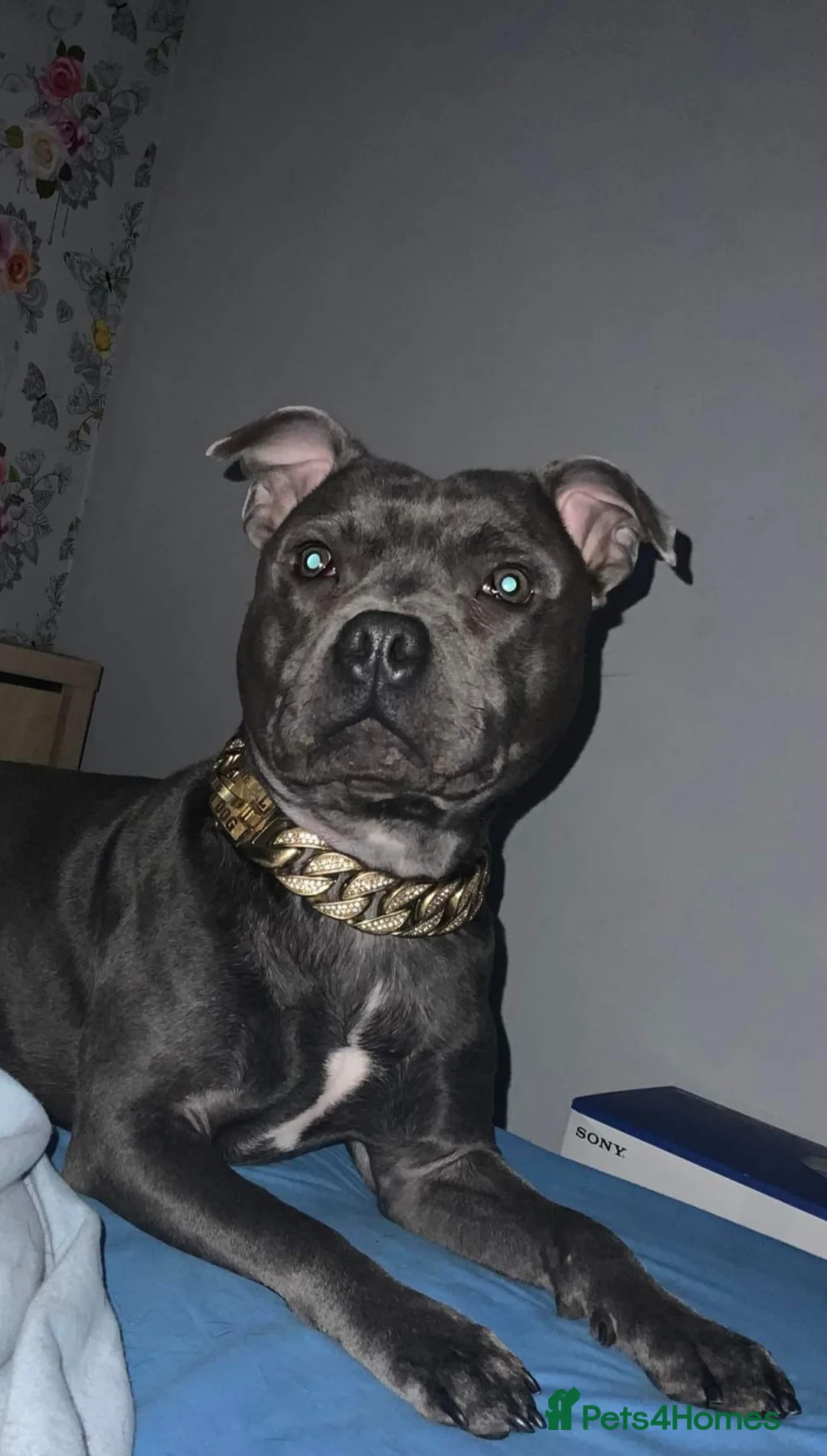 Staffordshire Bull Terrier dogs for stud: PROVEN STUD! KC STAFFORDSHIRE BULL TERRIER  in Bradford - Advert 3