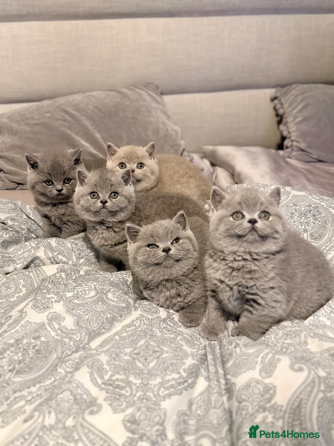 British Shorthair cats for sale: British Shorthair Kittens in Northolt - Advert 12