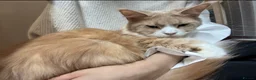 Maine Coon cats for adoption: Cream Classic Tabby - Advert 1