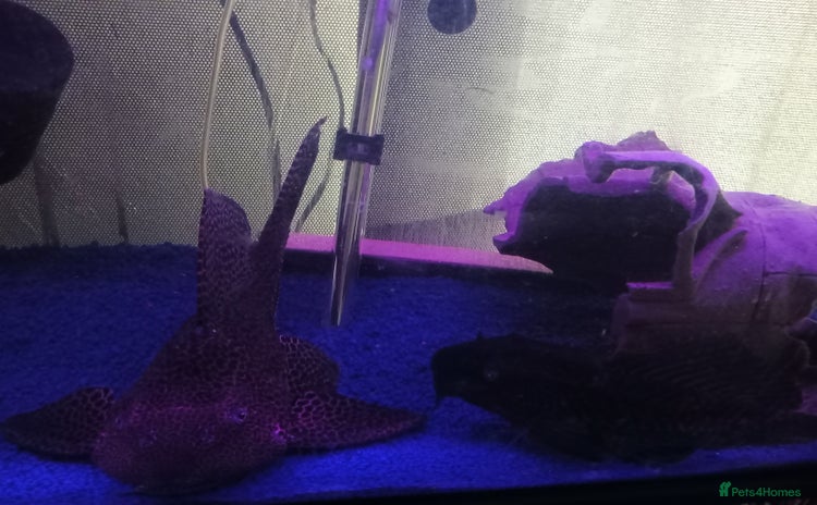Plecos fish - Advert 1