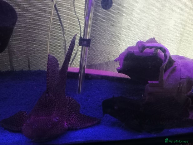 Plecos fish - Advert 4