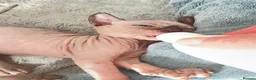 Sphynx cats for sale: Stunning blue sphinx kittens  - Advert 11