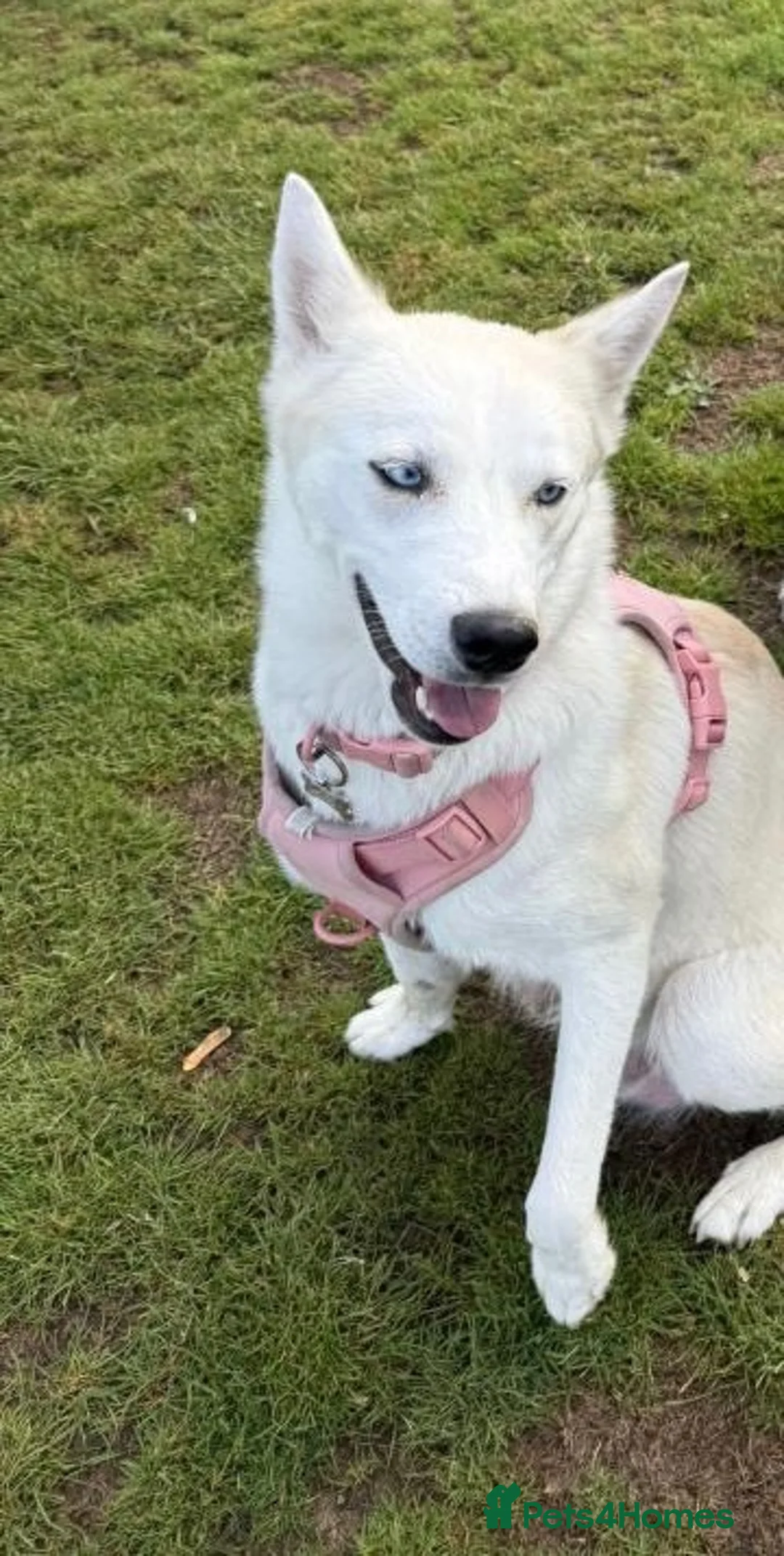 Siberian Husky dogs for sale: White pedigree female husky  - Advert 3