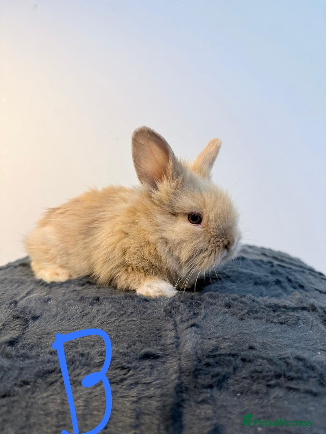 Lionhead rabbits for sale: Very beautiful - Double Mained lionhead babies. - Advert 10