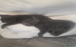 Bengal cats for sale: READY NOW 1 kitten left - Image 10