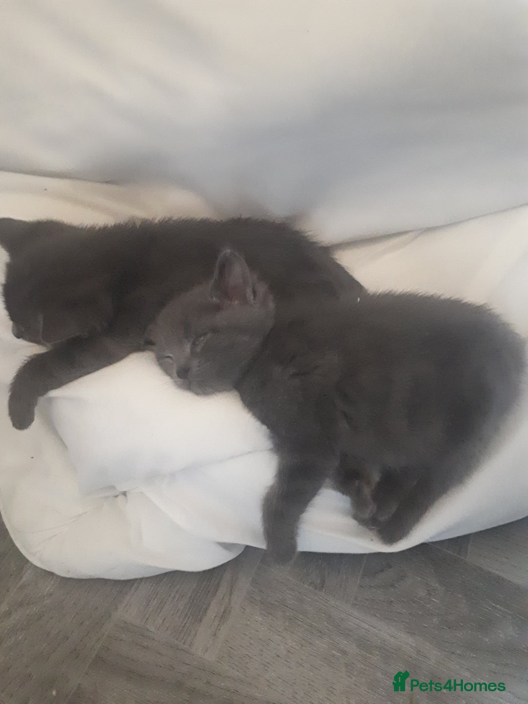 Bengal cats for sale: READY NOW 1 kitten left - Image 10