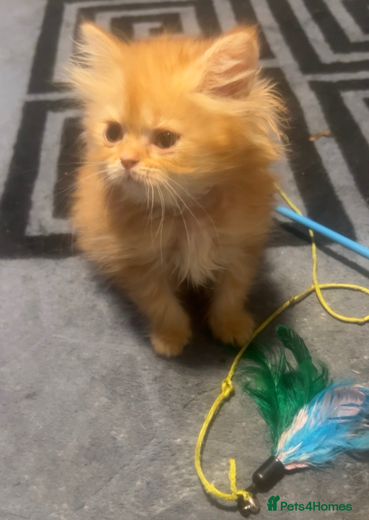 Persian cats 🌸FEW PERSIANS LEFT 🌸 - Advert 2