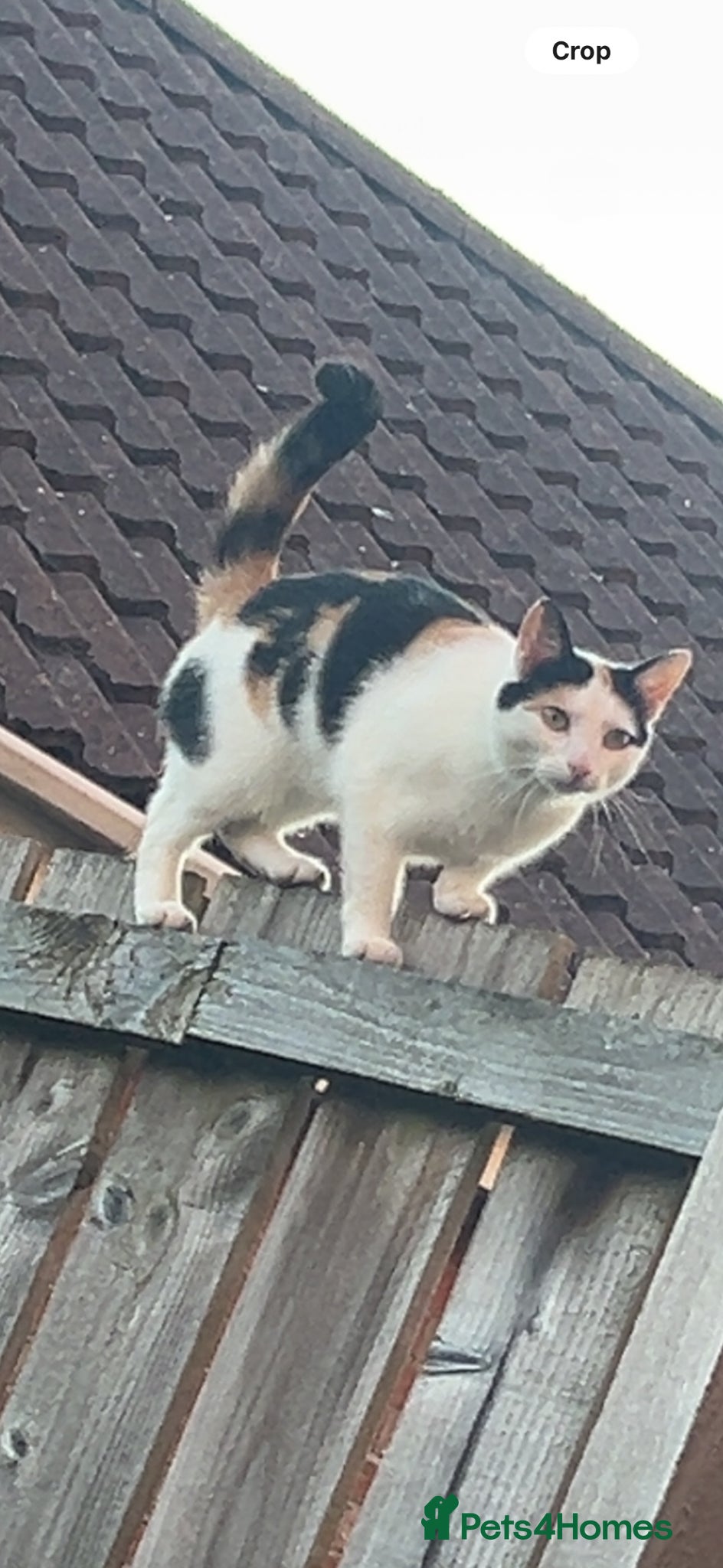 Mixed Breed cats Cat for rehome  - Advert 7