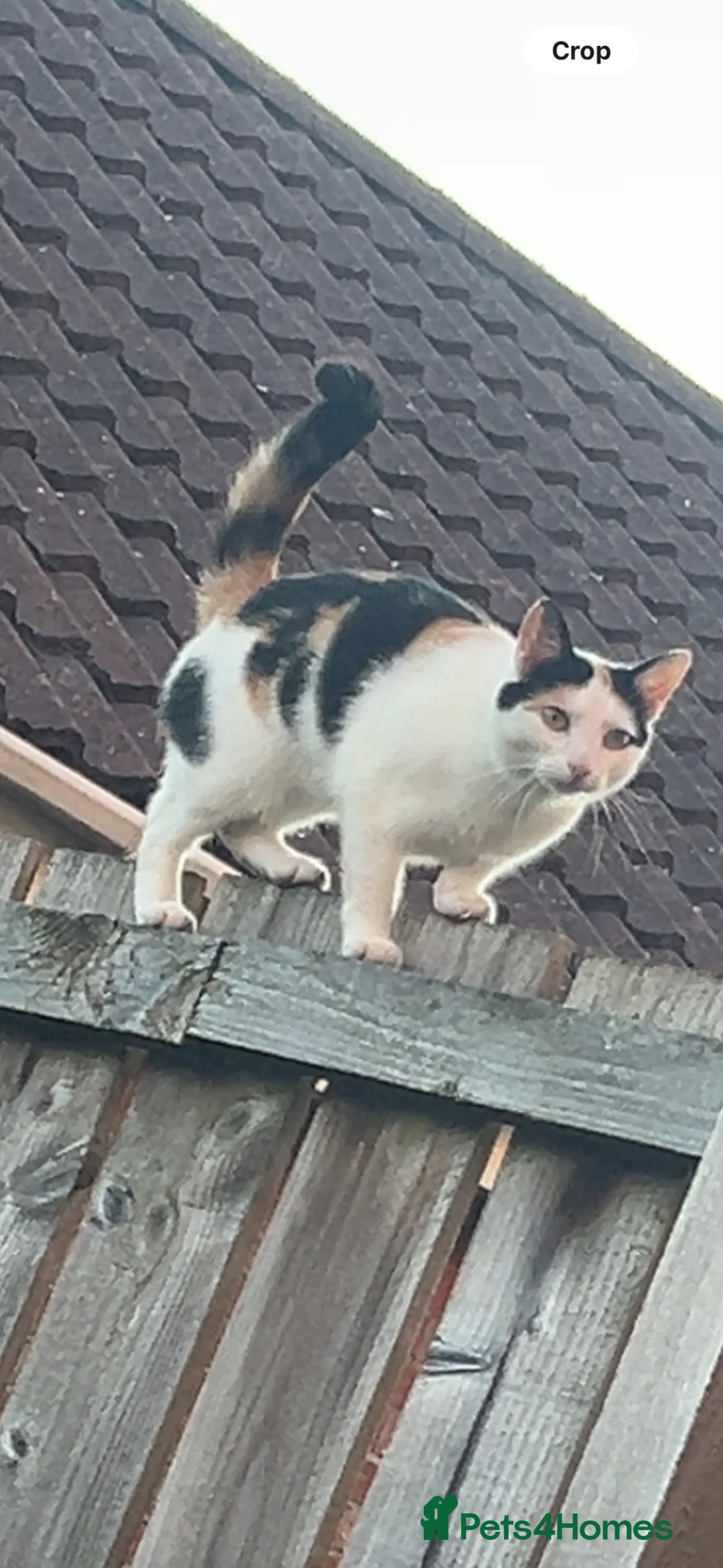 Mixed Breed cats for sale: Cat for rehome  - Advert 1