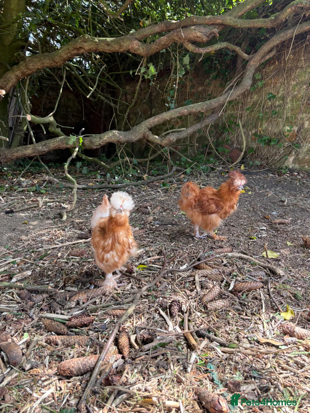 Chickens poultry for sale: Silkie Cockerels in Market Harborough - Advert 2
