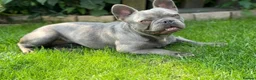 French Bulldog dogs for sale: KC registered female French bulldog pups available - Advert 2