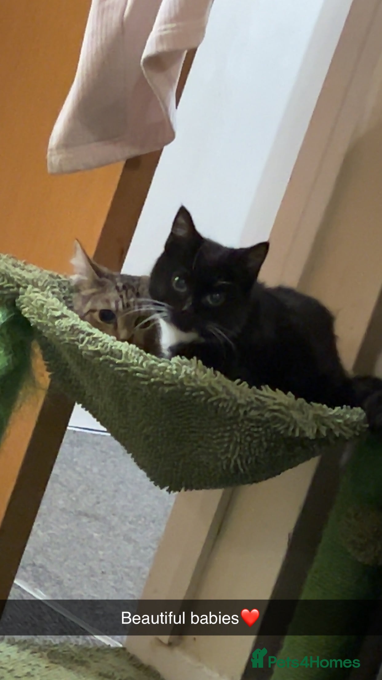 British Shorthair cats 2 Female Kittens in Wakefield - Advert 1