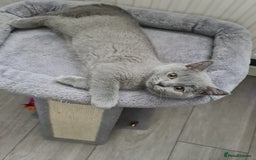 British Shorthair cats for sale: *LAST KITTEN READY NOW STUNNING BLUE BOY* - Image 1